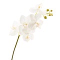 Artificial orchid flower isolated