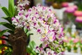 Close up orchids. Royalty Free Stock Photo