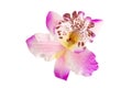 Artificial Orchid flower, on white background, isolated