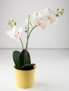 Artificial orchid flower in yellow pot