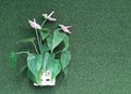 Artificial ornamental plants pink spadix flower with green leaves in wooden potted hanging on artificial green grass wall backgr Royalty Free Stock Photo