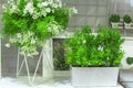 Artificial ornamental plants with small white flowers for home and garden decor. Details and elements of decor and interior Royalty Free Stock Photo