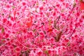 artificial peach blossom and red pockets horizontal composition Royalty Free Stock Photo