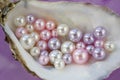 Artificial pearls inside the oyster shell. Different colors and size of pearls. Isolated on a rose background Royalty Free Stock Photo