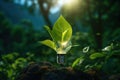 artificial photosynthesis concept with lightbulb