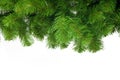 Artificial pine tree branch