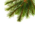 Artificial pine tree branch