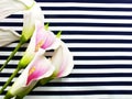 Artificial pink calla flowers bouquet located on Blue and white stripes canvas Royalty Free Stock Photo