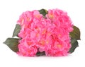 Artificial Pink Hydrangea flowers isolated on white background Royalty Free Stock Photo