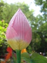 Artificial pink lotus Royalty Free Stock Photo
