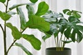 Artificial plant, Closed up of Fiddle leaf fig tree and monstera planted in black pot, Indoor tropical houseplant for home