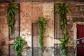 Artificial plants fern and ivy hang on an old ruined brick wall with a lattice Royalty Free Stock Photo