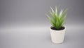 Artificial plants or plastic or fake tree on gray background