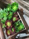 Artificial plants in wooden container