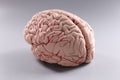 Artificial plastic model of human brain on gray background