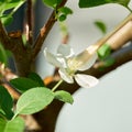 Artificial pollination of the flower of apple bonsai Royalty Free Stock Photo