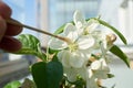 Artificial pollination of the flower of an apple tree bonsai with a small brush Royalty Free Stock Photo