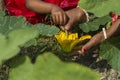 artificial pollination with hands Royalty Free Stock Photo