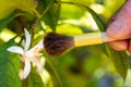 Artificial pollination of orange blossom with paintbrush, close up. Greenhouse garden needs artificial assistance. Hand with brush Royalty Free Stock Photo