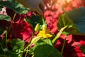 Artificial pollination of squash and pumpkin plants. Two yellow flowers with pollen. Voidflower. Close-up Royalty Free Stock Photo