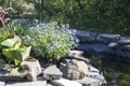 Artificial pond, decorated with stones and blue forget-me-nots Royalty Free Stock Photo
