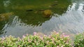 Artificial pond with fish in a park recreation area. Hong Kong, China. Royalty Free Stock Photo