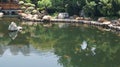 Artificial pond with fish in a park recreation area. Hong Kong, China Royalty Free Stock Photo
