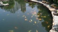 Artificial pond with fish in a park recreation area. Hong Kong, China Royalty Free Stock Photo