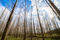 Artificial poplar forest and sky