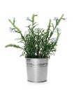 Artificial potted blue lavender flowers on white background. Home decor