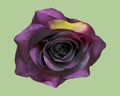 Artificial Purple Fake Flowers Rose isolated on green background Royalty Free Stock Photo