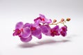 Artificial purple orchid made of special fabric on a white background. Royalty Free Stock Photo