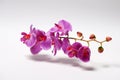 Artificial purple orchid made of special fabric on a white background. Royalty Free Stock Photo