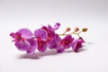 Artificial purple orchid made of special fabric on a white background. Royalty Free Stock Photo