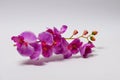 Artificial purple orchid made of special fabric on a white background. Royalty Free Stock Photo