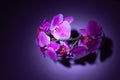 Artificial purple orchid in a vase