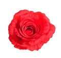 Artificial Red rose flowers isolated on white background Royalty Free Stock Photo