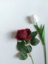 Artificial Red rose and white tulip flowers. Royalty Free Stock Photo