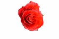 Artificial red roses isolated on white background Royalty Free Stock Photo