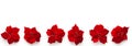 Artificial red velvet Christmas flowers Poinsettia banner with beautiful sequins in the center spinning around its axis isolated