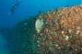 Artificial Reef-Ancient Mariner