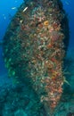 Artificial Reef-Berry Patch Royalty Free Stock Photo