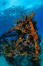 Artificial reef in Koh Tao, Thailand Royalty Free Stock Photo