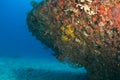 Artificial Reef named the Berry Patch Royalty Free Stock Photo