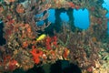 Artificial Reef named the Berry Patch Royalty Free Stock Photo