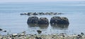 Artificial Reef Rye NY Royalty Free Stock Photo