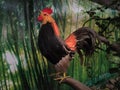 An artificial rooster on a dried tree branch.