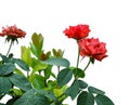 Artificial roses. Royalty Free Stock Photo