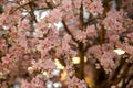 Artificial Sakura Flowers or Cherry Blossoms in Japanese Style for Home and Building Decoration. Royalty Free Stock Photo