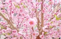 Artificial Sakura Flowers for Decorating Japanese Style Royalty Free Stock Photo